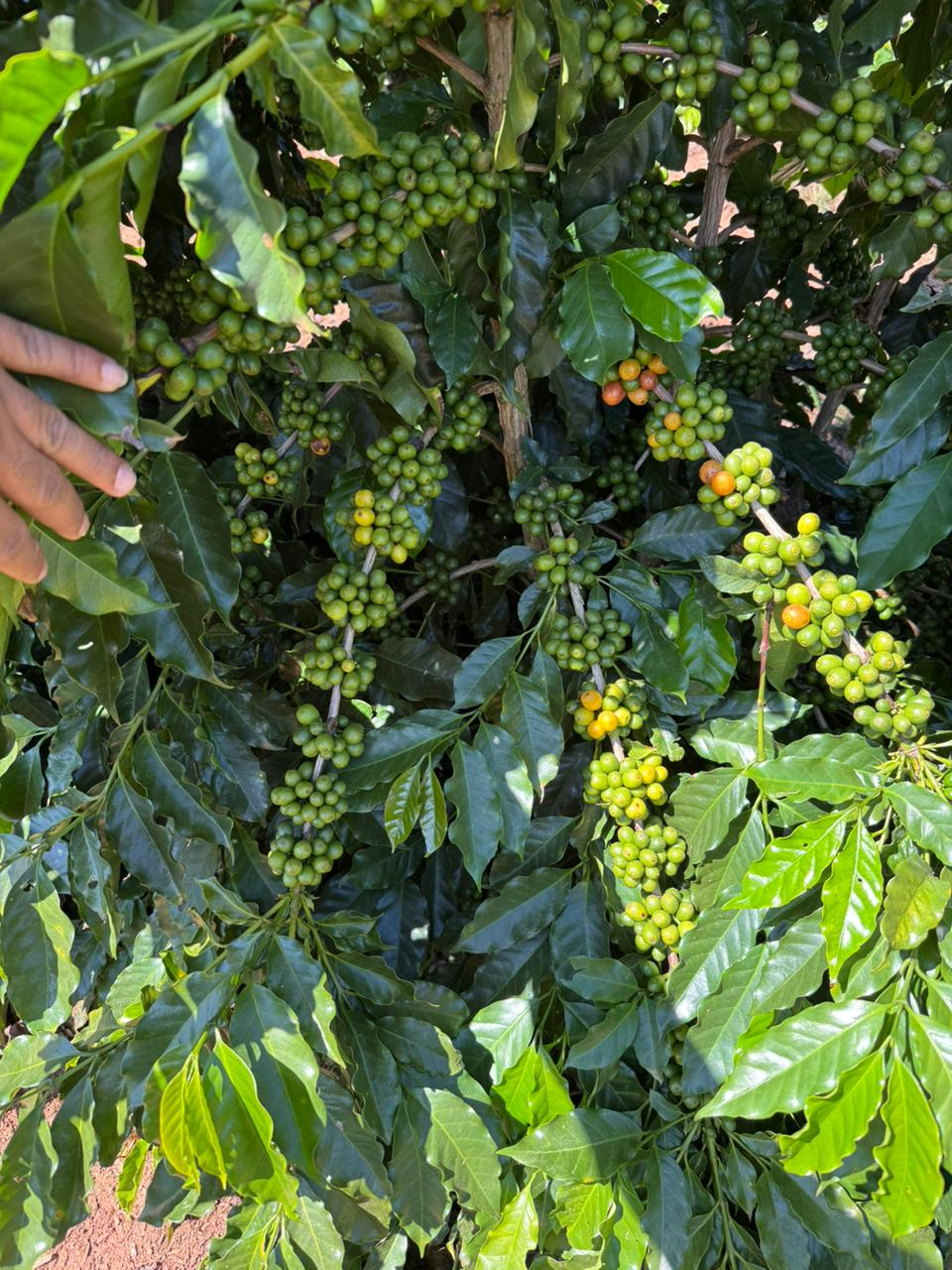 Lavoura de café arábica