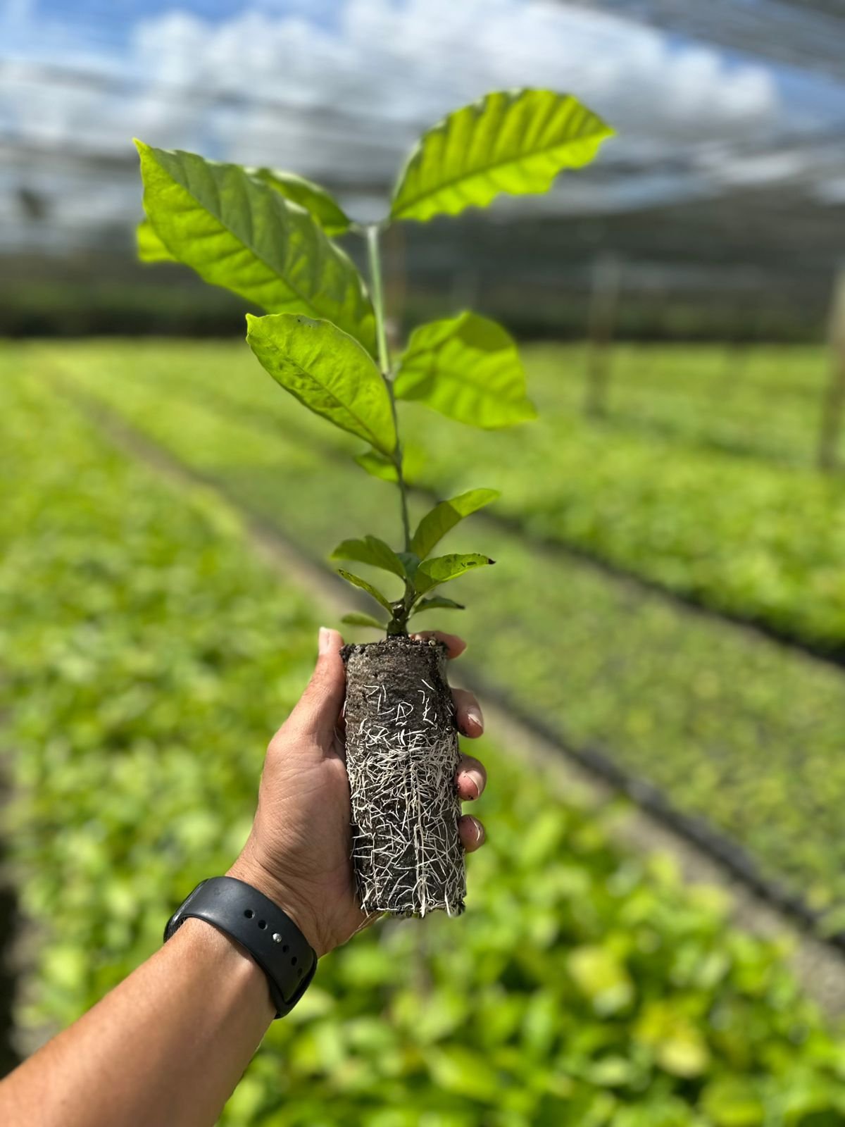 Mudas de café robusta e conilon Viveiro BioImperium